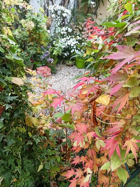 Orange Dream - Grădina 2024 continuare 5