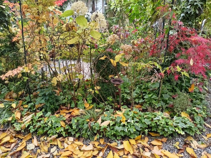  - Grădina 2024 continuare 5