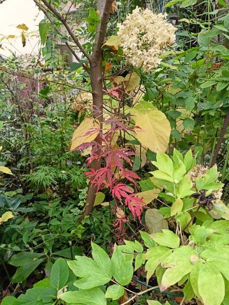 Lileeanne's Jewel - Grădina 2024 continuare 5