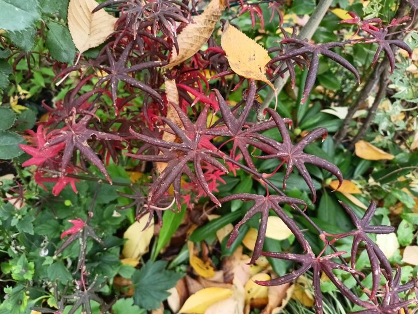  - Grădina 2024 continuare 5