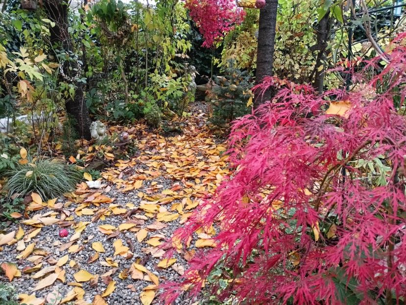  - Grădina 2024 continuare 5