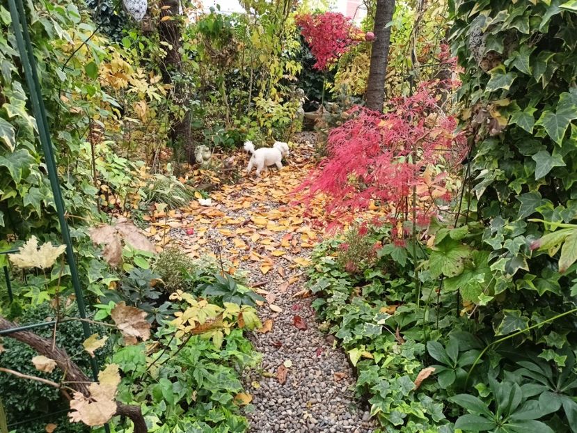 01.11.2024 - Grădina 2024 continuare 5