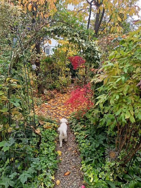  - Grădina 2024 continuare 5