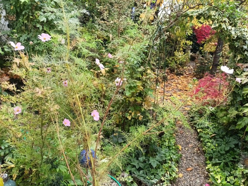  - Grădina 2024 continuare 5