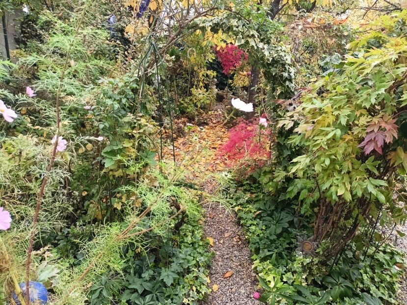  - Grădina 2024 continuare 5