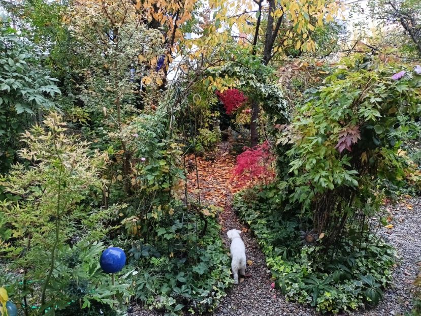  - Grădina 2024 continuare 5