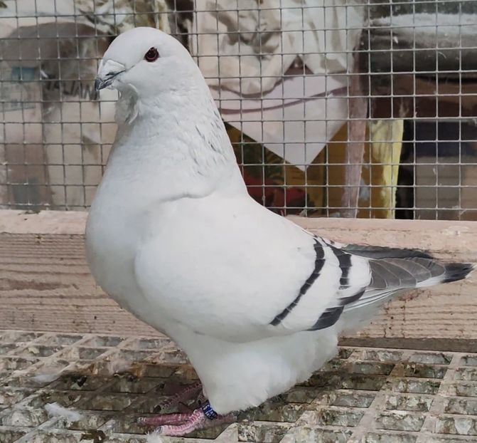 16 ® - b- SAMICZKI-Females