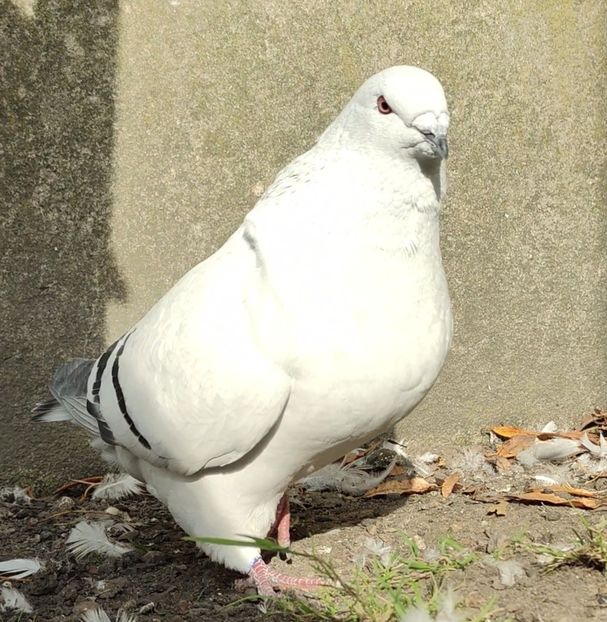 3 ® - b- SAMICZKI-Females