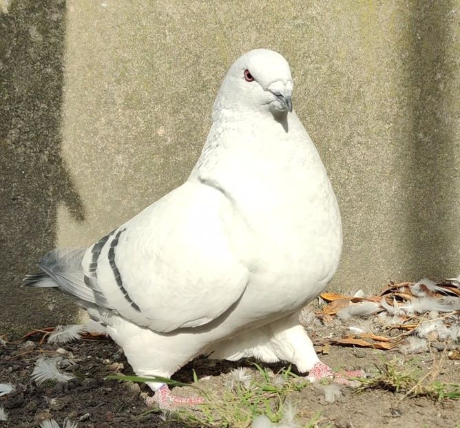 3 ® - b- SAMICZKI-Females