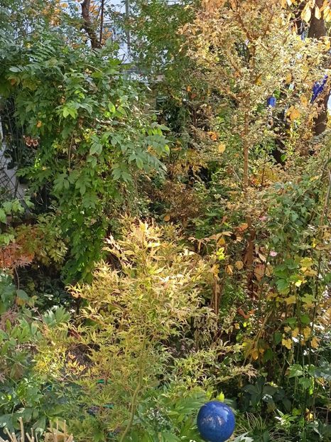 Ukigumo în față, Acer campestre Carnival în spate - Grădina 2024 continuare 5