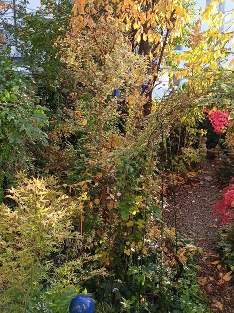  - Grădina 2024 continuare 5