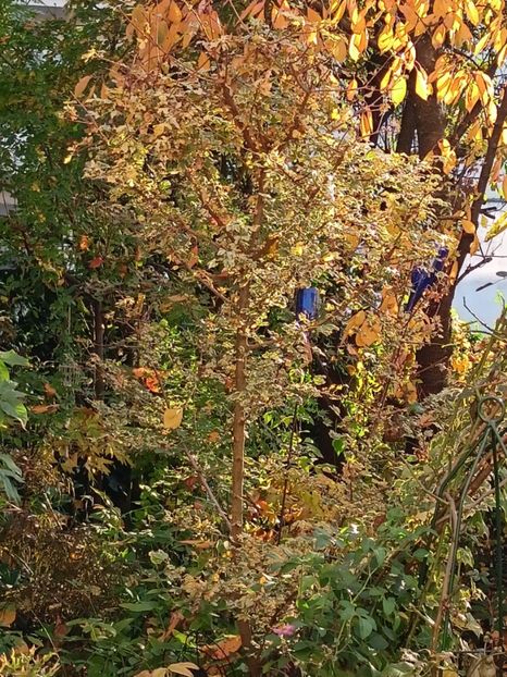 Acer campestre Carnival - Grădina 2024 continuare 5