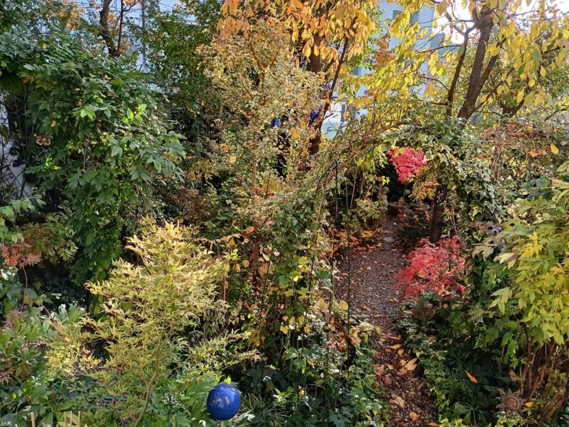  - Grădina 2024 continuare 5