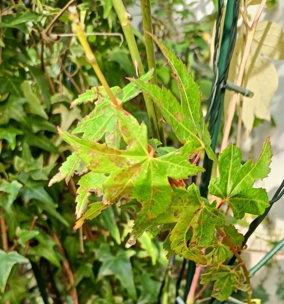 Peve Multicolor - Grădina 2024 continuare 5