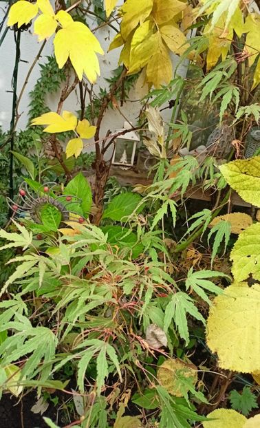 Manyo No Sato - Grădina 2024 continuare 5