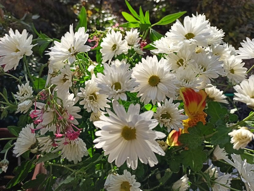  - Grădina 2024 continuare 5