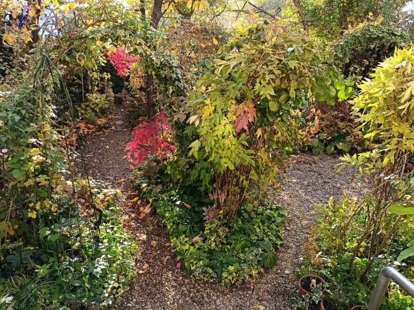  - Grădina 2024 continuare 5