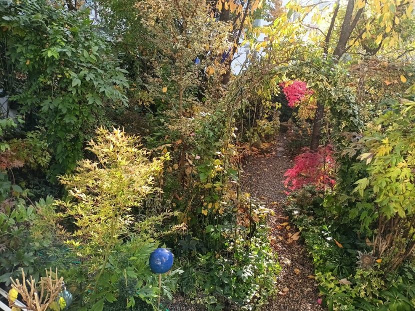 Ukigumo, Prince Charming și Shaina, strălucesc în bătaia soarelui de toamnă - Grădina 2024 continuare 5