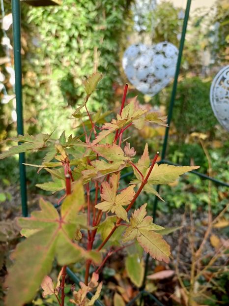 Peve Chameleon - Grădina 2024 continuare 5