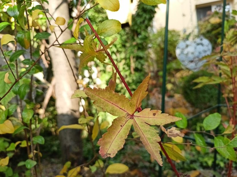  - Grădina 2024 continuare 5