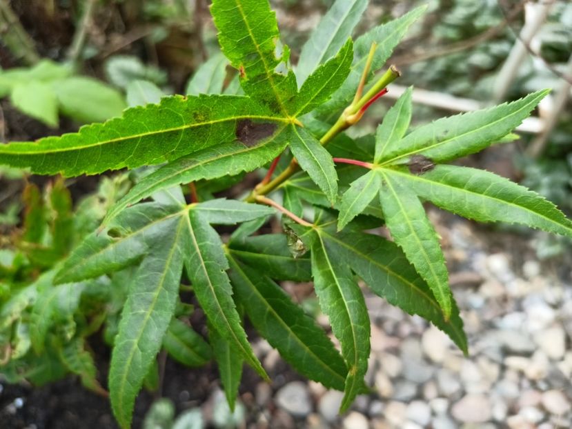 Mikawa Yatsubusa - Grădina 2024 continuare 5