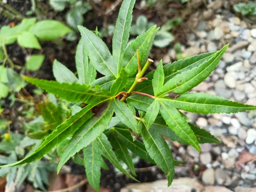  - Grădina 2024 continuare 5