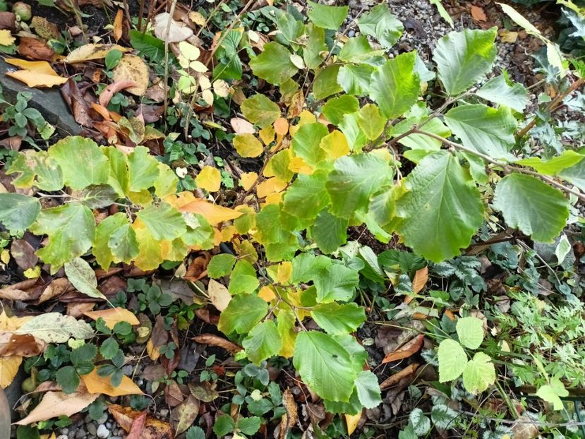 Hamamelis Amethyst - Grădina 2024 continuare 5