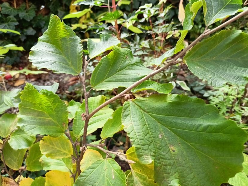  - Grădina 2024 continuare 5