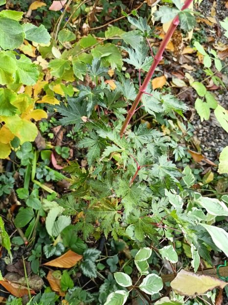 Dixie Delight - Grădina 2024 continuare 5