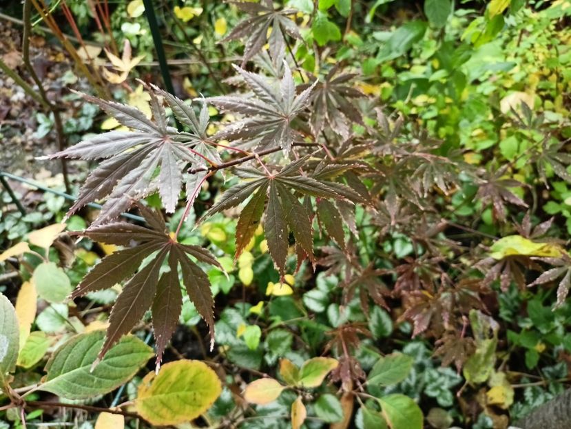 Trompenburg - Grădina 2024 continuare 5