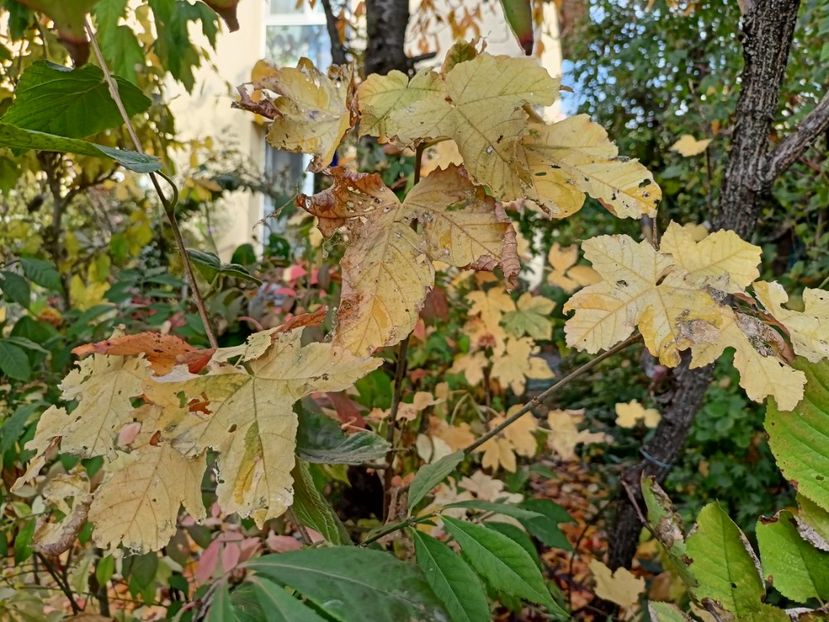 Esk Sunset - Grădina 2024 continuare 5