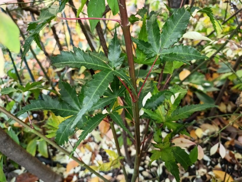 Arțar cu scoarța noduroasă, Arakawa - Grădina 2024 continuare 5