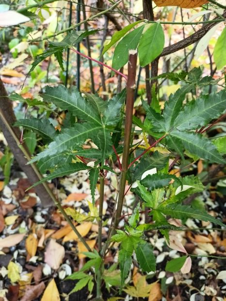  - Grădina 2024 continuare 5