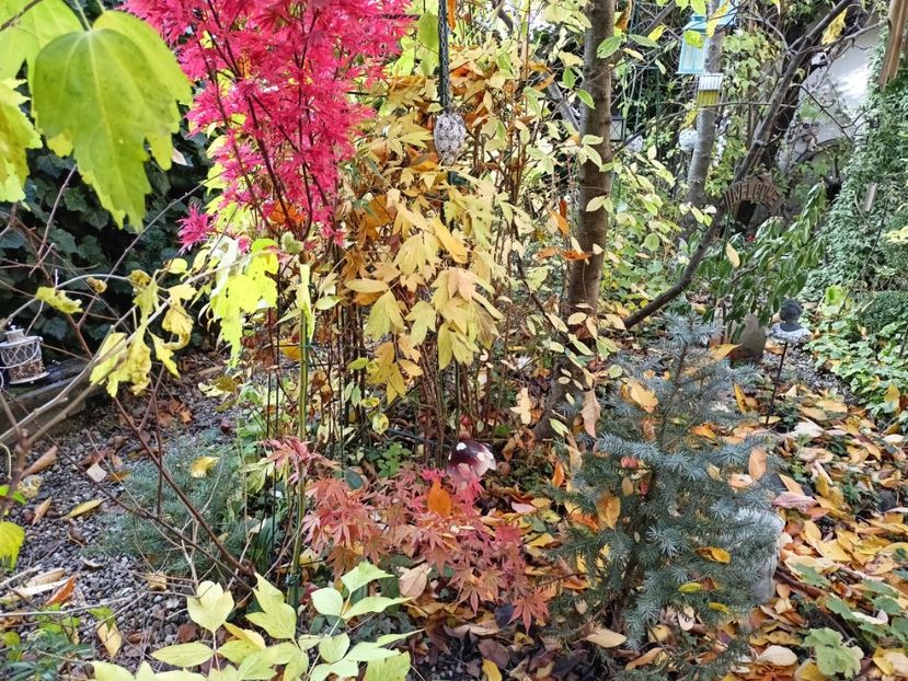  - Grădina 2024 continuare 5