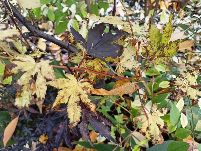 Skeeters Broom și Dragon Master - Grădina 2024 continuare 5