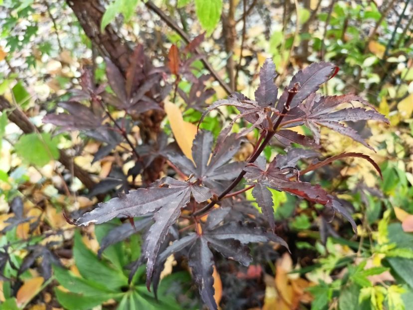 Skeeters Broom - Grădina 2024 continuare 5