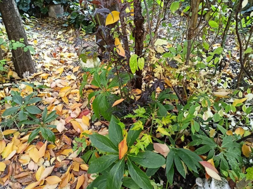  - Grădina 2024 continuare 5