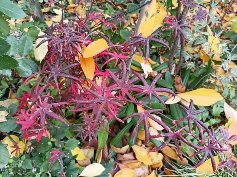 Peve Starfish - Grădina 2024 continuare 5