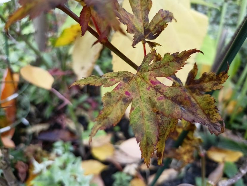 Arțar Autumn Moon - Grădina 2024 continuare 5