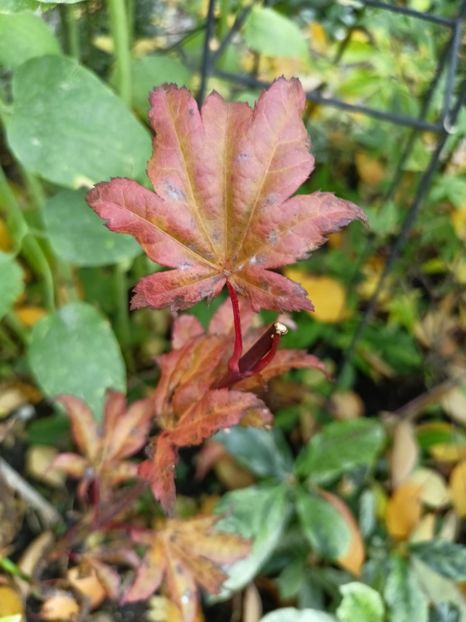  - Grădina 2024 continuare 5