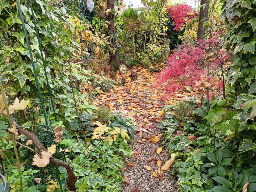  - Grădina 2024 continuare 5