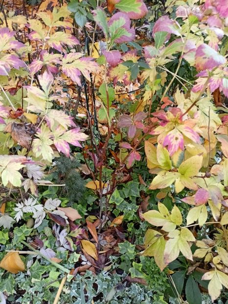 Arțar Rainbow - Grădina 2024 continuare 5