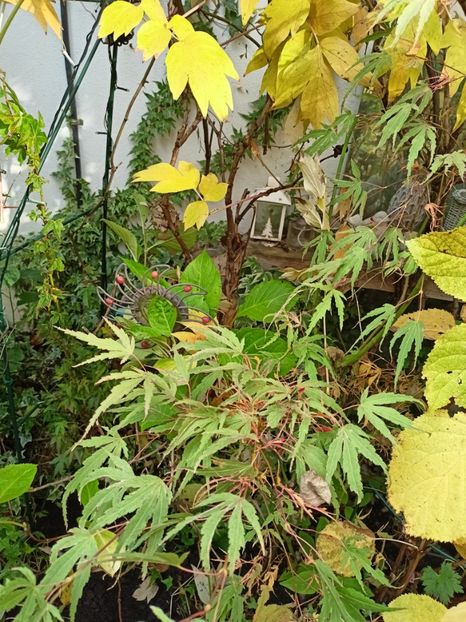 Manyo No Sato - Grădina 2024 continuare 5