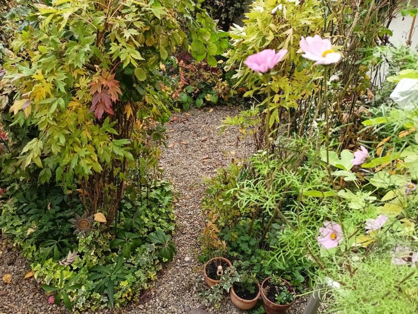  - Grădina 2024 continuare 5