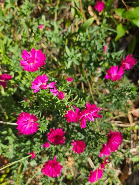  - Crizanteme 22 23 24