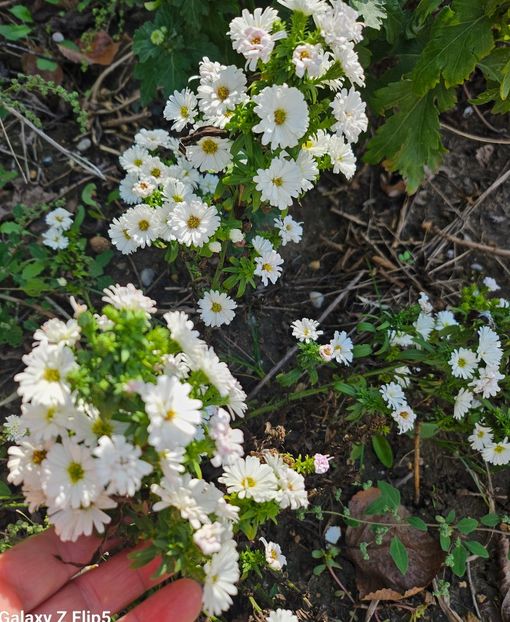  - Crizanteme 22 23 24