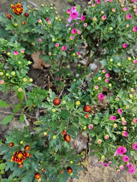  - Crizanteme 22 23 24