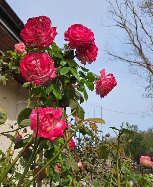  - Crizanteme 22 23 24