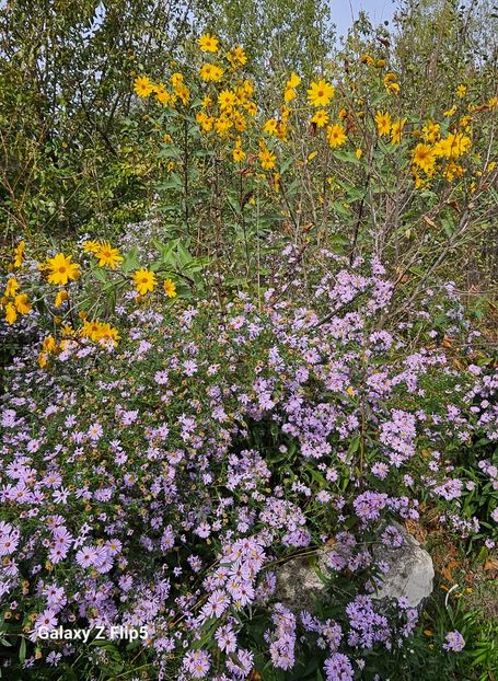  - Crizanteme 22 23 24