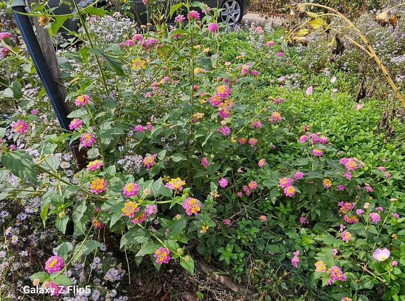  - Crizanteme 22 23 24